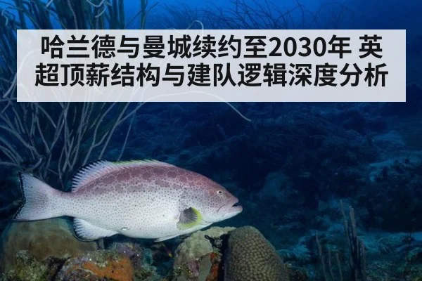 哈兰德与曼城续约至2030年 英超顶薪结构与建队逻辑深度分析